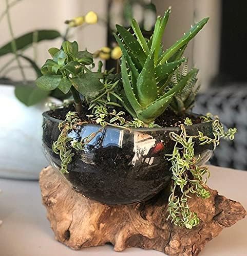 OMA Hand Blown Molten Glass Bowl on Driftwood – Unique Vase, Planter, Terrarium or Candle Holder – Eco-Friendly Recycled Glass & Natural Wood Centerpiece and Artisan Gift - Large Size