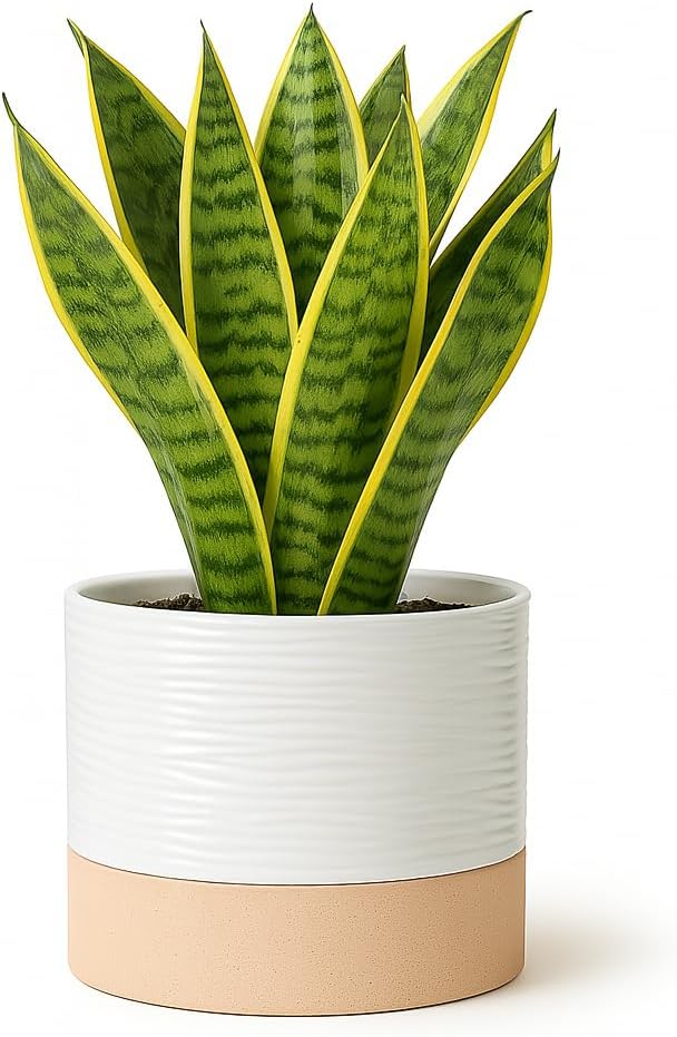 Ceramic Self Watering Plant Pots β 6 Inch White Planter with Drainage Hole & Water Storage for Succulents & Modern Indoor House Plants (White & Beige, 6" Wide)
