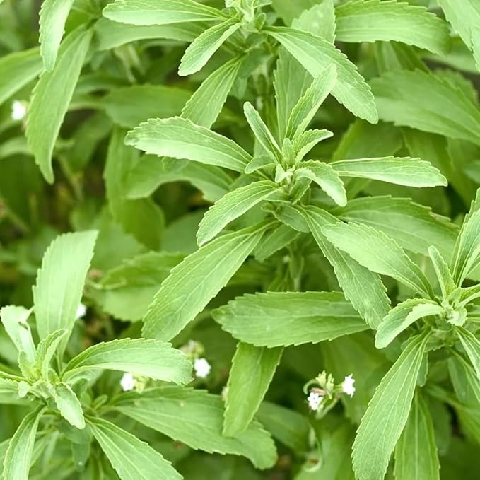 Natural Herbal Live Zero Calorie Sugar Replacement. Stevia Plants. Sweet Leaf, Sugar Leaf, Natural Sugar Substitute Herb, Easy to Grow (2 stevia sacs)