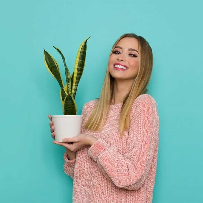 American Plant Exchange Snake Plant, Sansevieria Laurentii Yellow, Compact 4-Inch Pot, Stylish Deco Cover Included, Live Indoor Houseplant, Easy Care, Air Purifying, Perfect for Home Office Garden