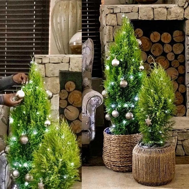 Lemony Christmas Tree. Lemon Cypress 'Goldcrest' (Cupressus Macrocarpa) - Vibrant Yellow-Green Foliage, Citrus Scent, Indoor/Outdoor (4 Cypress-Lemon sacs)