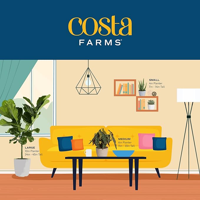 Costa Farms Mini Live Indoor Plants 2in Nursery Pot Easy to Grow Houseplant (3 Pack) 4-Inches Tall, Grower's Choice, Home Décor or DIY Gift