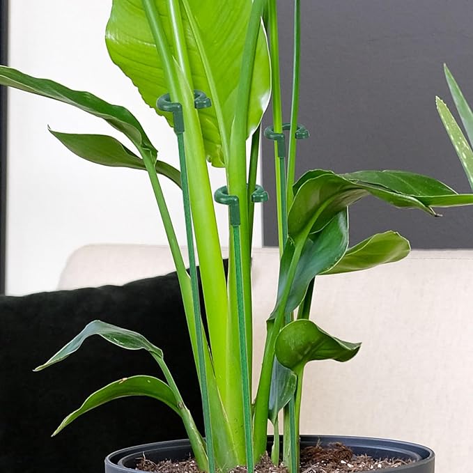 Pack of 30 Small Plant Stakes for Indoor Plants 3 Size 6.7/10.7/14.6/ Inches Single Stem Plant Support Stakes for Phalaenopsis/Orchid Flower/Roses/Chrysanthemum/Succulent