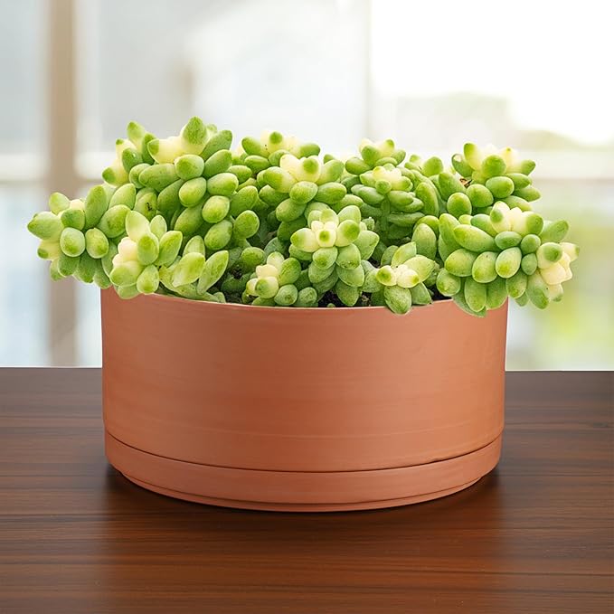 JUXYES 10 Inch Terracotta Shallow Pot with Holes and Saucers, Round Cylinder Succulent Planter Clay Flower Pots for Indoor and Outdoor Use, Decorative Bonsai Succulent for Mini Foliage Plants Orchids