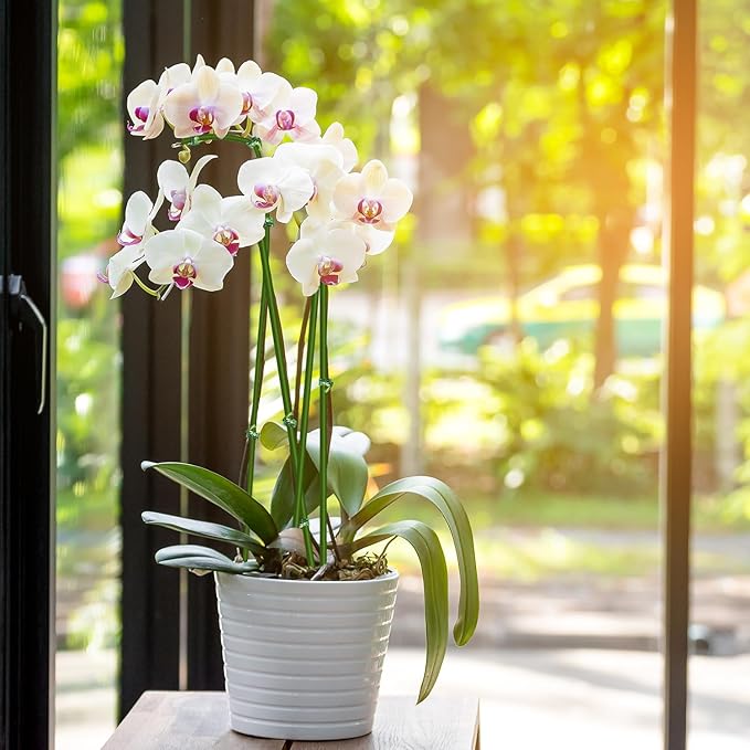 10Pcs Plant Stakes,Plant Sticks,Garden Green Bendable Single Stem Plant Support Stakes for Indoor and Outdoor Plants,Potted Plants,Flowers Orchid Peony Rose-15 Inches