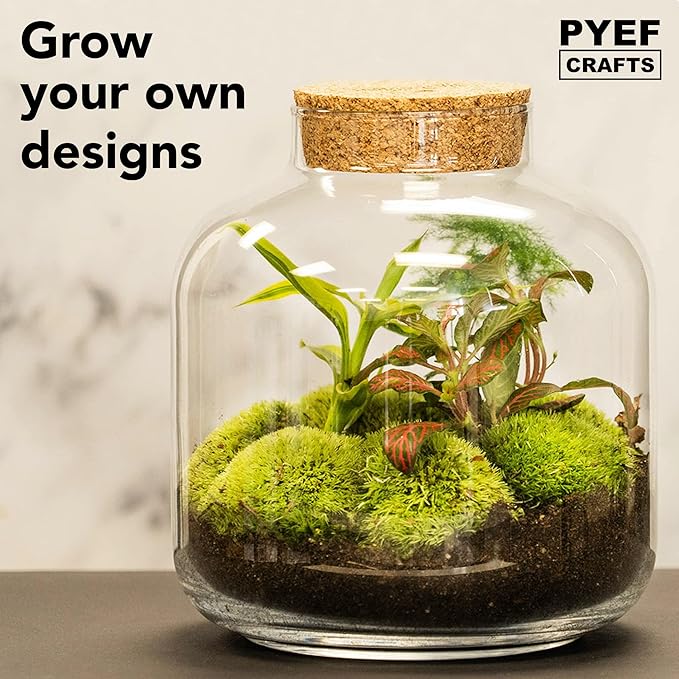 DIY Terrarium Kit for Plants – Build a Self‑Sustaining Closed Ecosystem – Supplies for Up to 68 oz (1‑2 Liter) – Succulents, Air Plants (Tillandsia), Fern – Jar Not Included