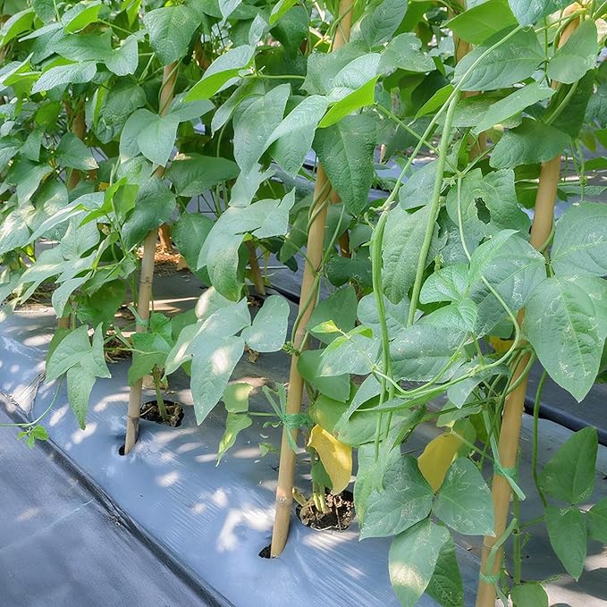 Plant Stakes, 25 Pack 3FT Natural Garden Bamboo Sticks, Plant Support Stakes for Indoor & Outdoor Plants, Orchid Tomato Vegetable Stakes for Garden
