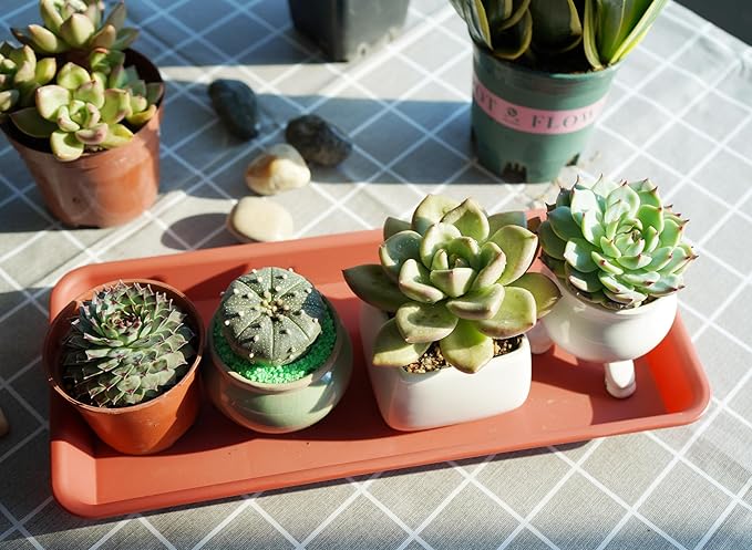 6 Pack of Plastic Plant Tray Saucer Rectangular, Plant Trays Saucers for Indoors Outdoor, Plant Water Drip Tray for Flower Pot Planter, Windowsill Plant Tray (6.5 X 13 Inch, Terracotta)