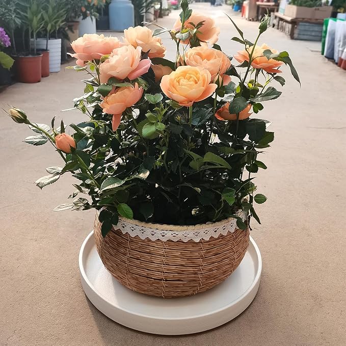Frosted White Ceramic Pot Saucer - Drainage Tray for Indoor and Outdoor Flower Plant Pots and Planters, 12 Inch