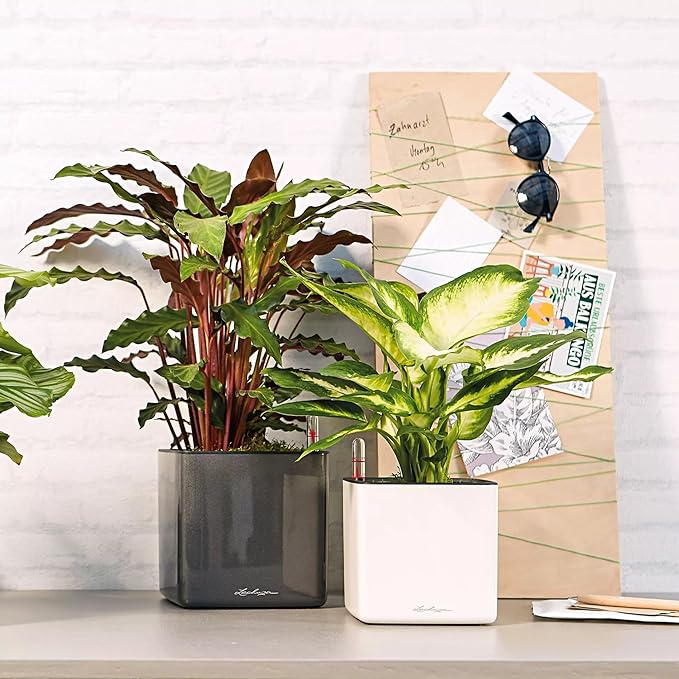 Lechuza Cube Glossy 16 Cream White High Gloss, Self-Watering Indoor Small Plant Pot, H6.3 L6.7 W6.7 in