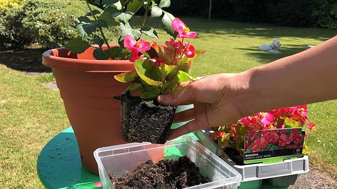 Gardenera Begonia Plant Potting Mix - Elevate Your Space with a Premium Blend for Captivating Flower Beauty - 20 Quart