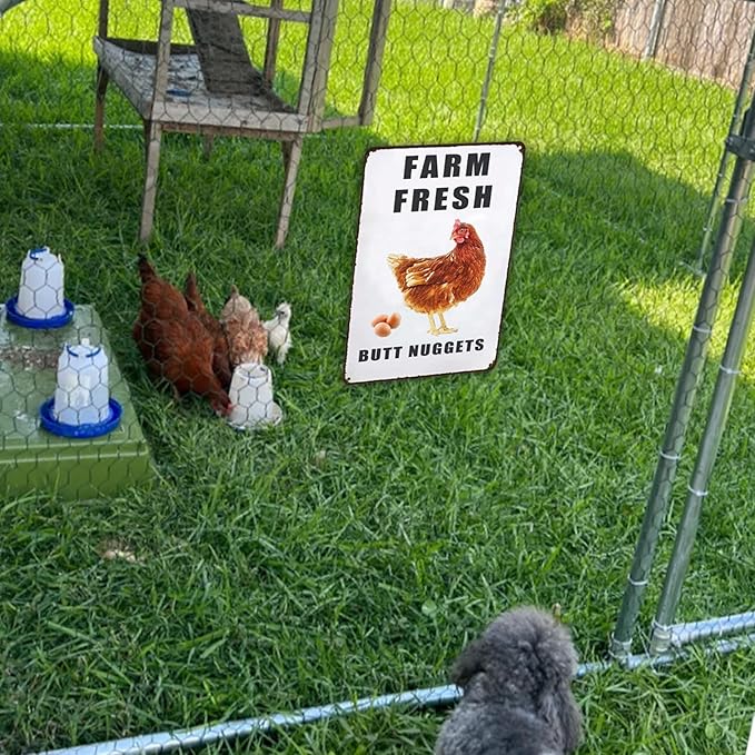 Farm Fresh Butt Nuggets Chicken Sign,Funny Chicken Coop Sign,Chicken Metal Signs,Chicken Tin Sign for Farm Chicken Coop Kicthen Garden Decor 8x12in