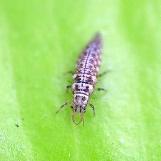 Green Lacewing 5,000 Eggs
