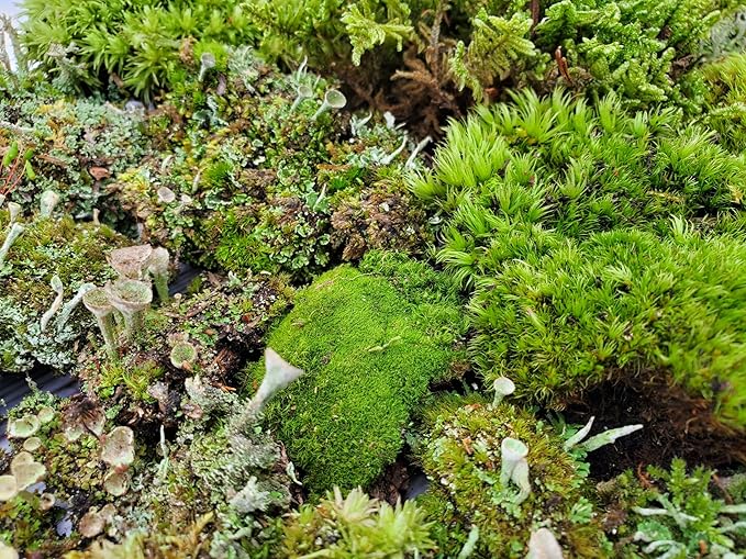 Small Value Fairy Garden Starter Kit Moss and Lichen for Terrarium, 5"x7" Bag