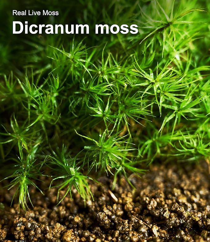 Live Moss 4-Pack (Each 3.5"x7") – Real Mixed Moss for Terrariums, Reptile Habitats, Fairy Gardens & Potted Plants – 4 Random Varieties, Easy to Revive, Natural Green Decor