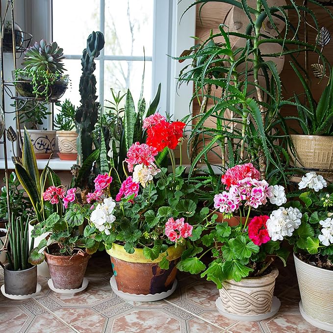 30 Pcs Wave Plant Saucer 6 8 10 Inch Round White Flower Pot Saucers Durable Plastic Plant Trays for Pots Plant Drainage Tray Flower Pot Drip Trays for Indoor and Outdoor Garden Home Plant