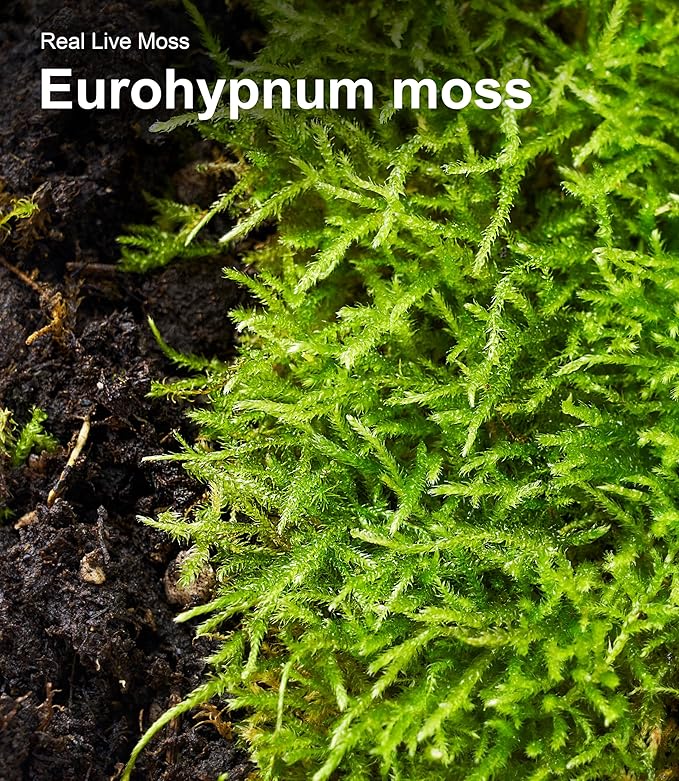 Live Moss Duo Pack 2 Types of Real Live Sheet/Sphagnum Moss for Terrariums, Terrarium Mosses Landscaping, Reptile Tank Accessories, Snake & Gecko Humidity Substrate Mosses for Crafts & Plant Décor