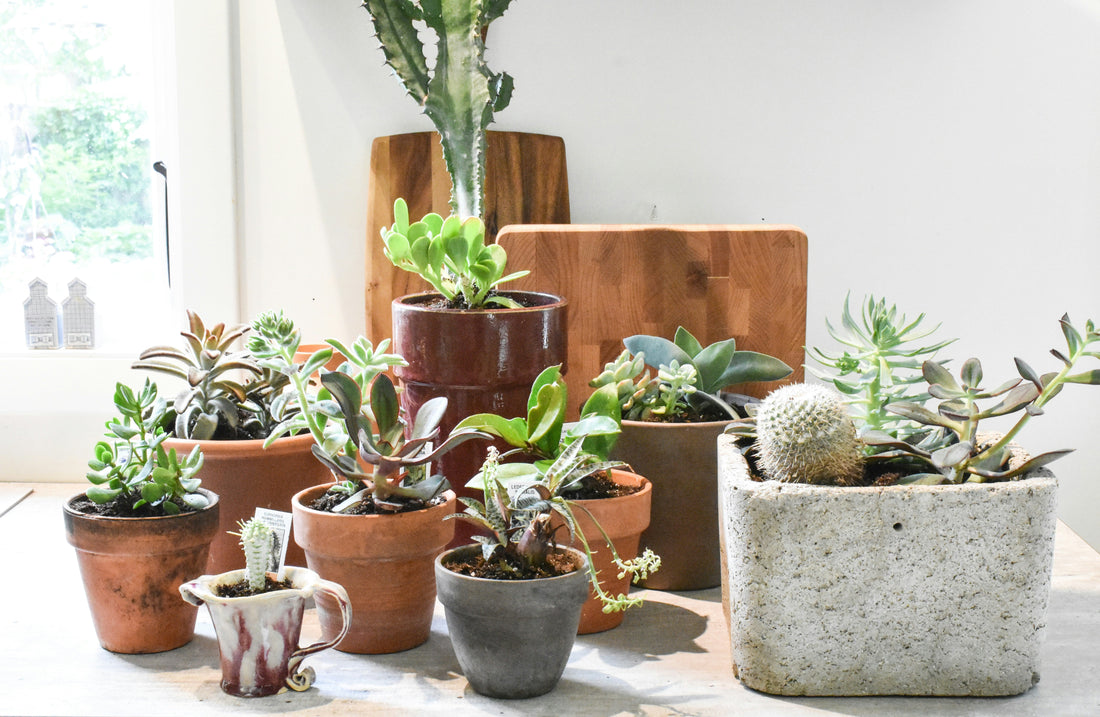 How to Choose the Right Planters & Pots for Your Space