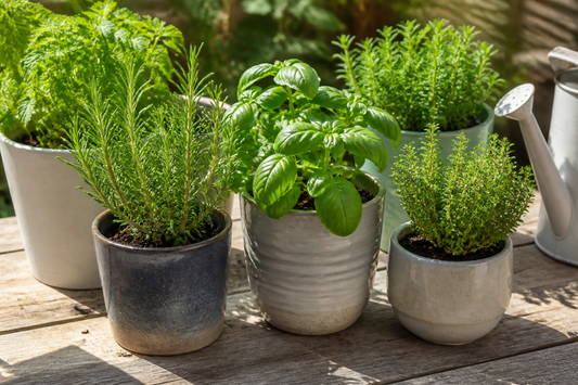 A practical container herb garden with healthy herbs in ceramic pots on a sunny patio