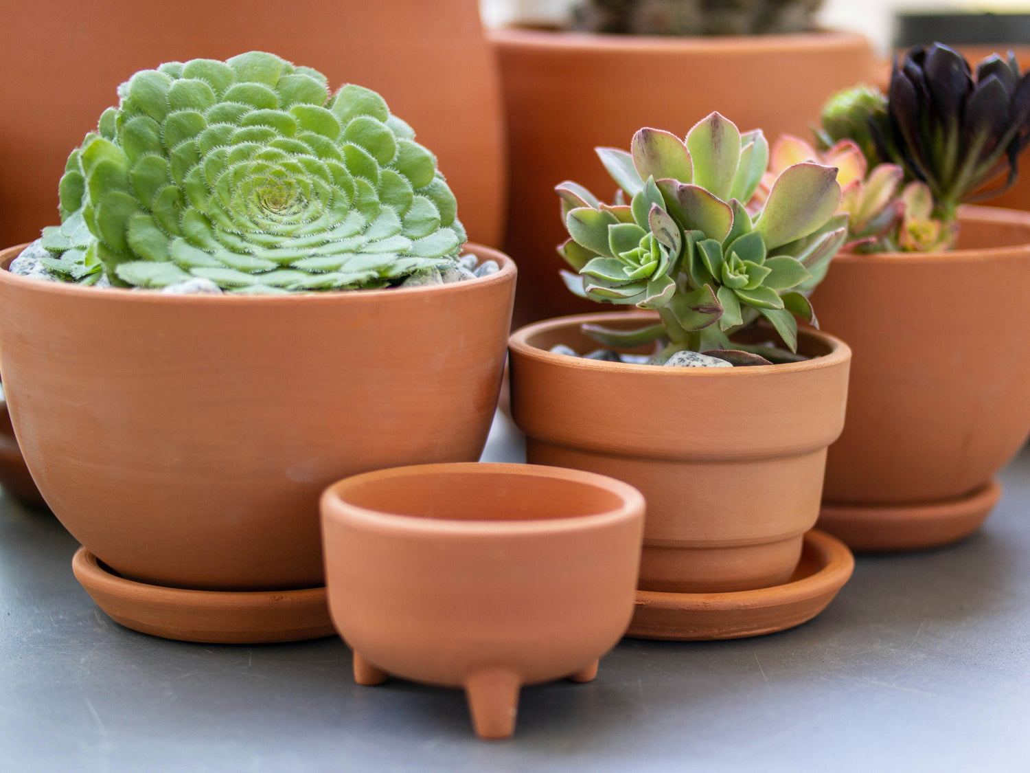 Terracotta Pots