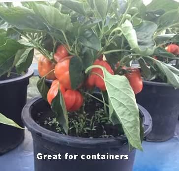 2026 EarlyBird-40ct Sweet Bell Pepper Seeds for Planting,Green & Red Bell Pepper,Non-GMO Heirloom Seed Vegetable Seeds for Home Vegetable Garden&Hydronic Pods-Veggie Seeds:California Wonder