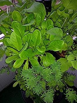 Mr. Stacky Large 64 Quart Stackable Planter 5-Pack - Grow More in Less Space - Plant Pots and Stack - DIY Vertical Gardening System - for Growing Veggies, Herbs, Garden Greens, Starwberries (Black)
