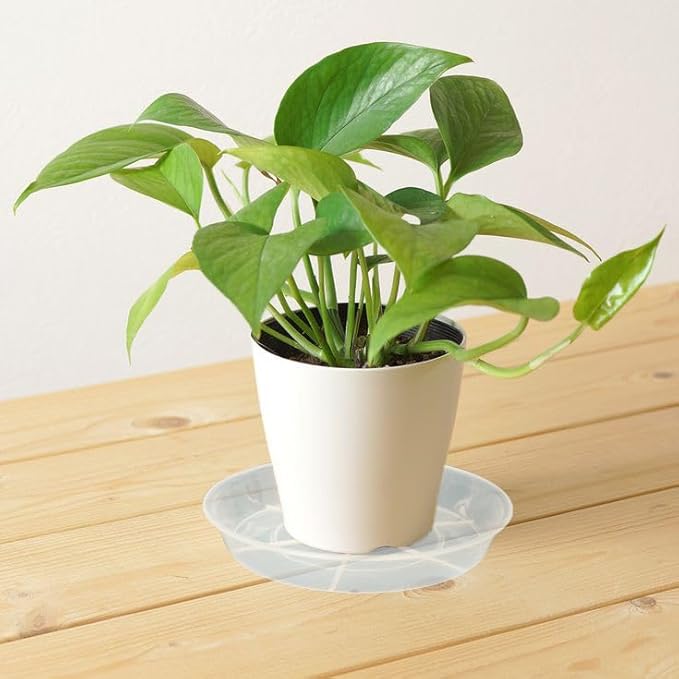 6 Pack Plant Saucer Drip Tray 11 12 inch, Pot Base for Plants Indoor, Heavy Sturdy Plastic Planter Flower Pot Saucers for Outdoor Garden, Plant Water Drip Trays for pots (12", Clear)