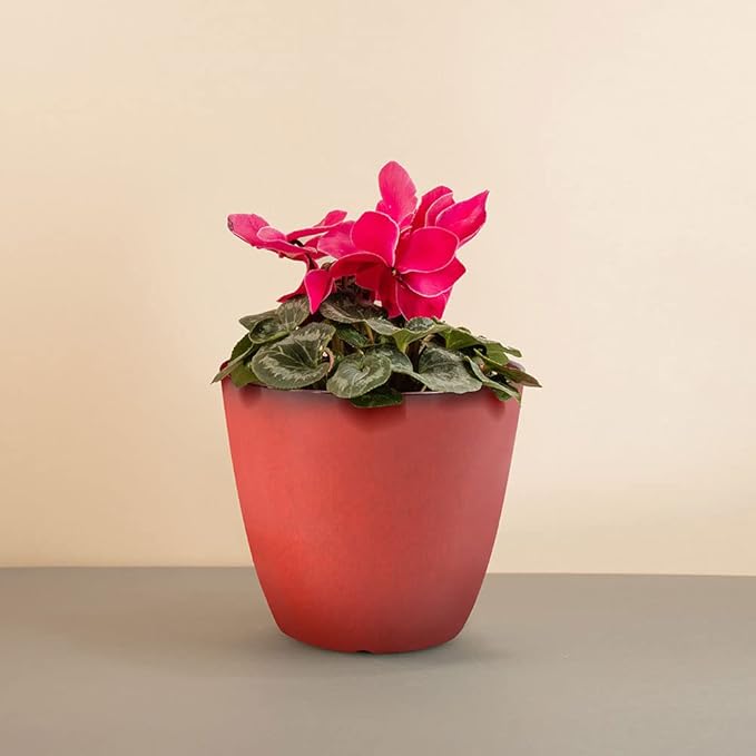 2 Pack Plant Pots Durable Decorative Flower Pots,8 Inch Planter with Drainage Hole + 6 Inch Planter Set for Indoor and Outdoor Plants,Flowers,Succulents - Red