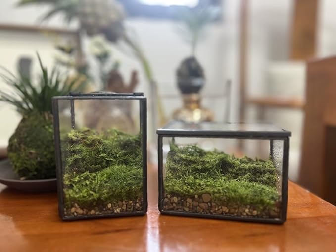4 Inches Mini Glass Terrarium Set of 2 with Lid - Tiny Rectangle Glass Container Box for Succulents, Air Plants, Fairy Garden, Home Decor (10x7x6cm & 7x6x10cm)