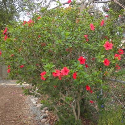 Red Hibiscus. rosa-sinensis. Live Plant - Tropical Blooming Hibiscus, Pretty Flowers, Used in Tea and Juice (2 red Hibiscus sacs)