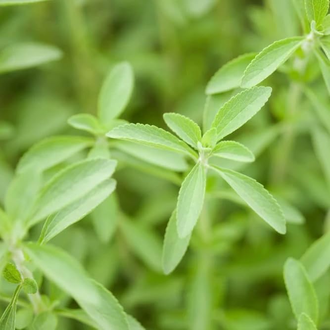 Natural Herbal Live Zero Calorie Sugar Replacement. Stevia Plants. Sweet Leaf, Sugar Leaf, Natural Sugar Substitute Herb, Easy to Grow (4 stevia sacs)