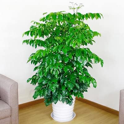 6 Pack of Plant Saucer 14 Inch (12 Inch Base), 14 Inch Plant Saucer, Plastic Plant Trays for Pots, Plant Saucers for Indoors Round, Planter Tray for Planter 11"/12"/13" (14", White)