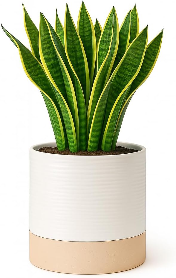 Ceramic Self Watering Plant Pots – 6 Inch Planter for Indoor House Plants with Drainage & Water Storage for Succulents (White & Beige, 7" Tall)