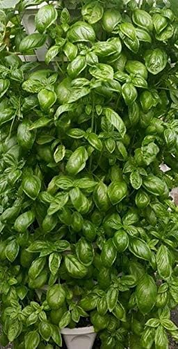 Vertical Garden System (Black)