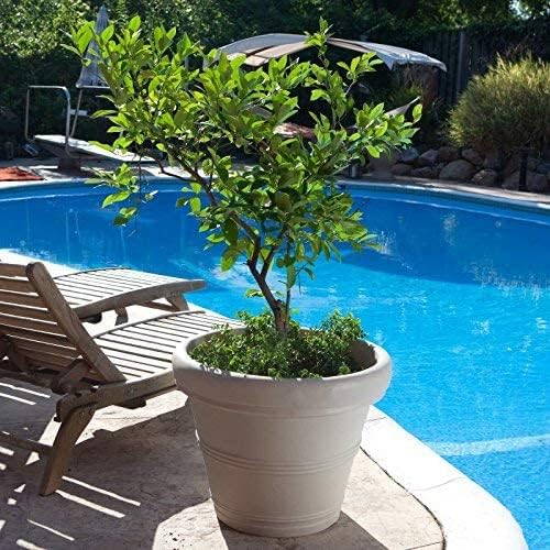 Crescent Garden Brunello Classic Gray Rolled Rim Planter Pot, Lightweight Indoor/Outdoor Weather-Safe Round Plant Pot, 27''W (Weathered Concrete)