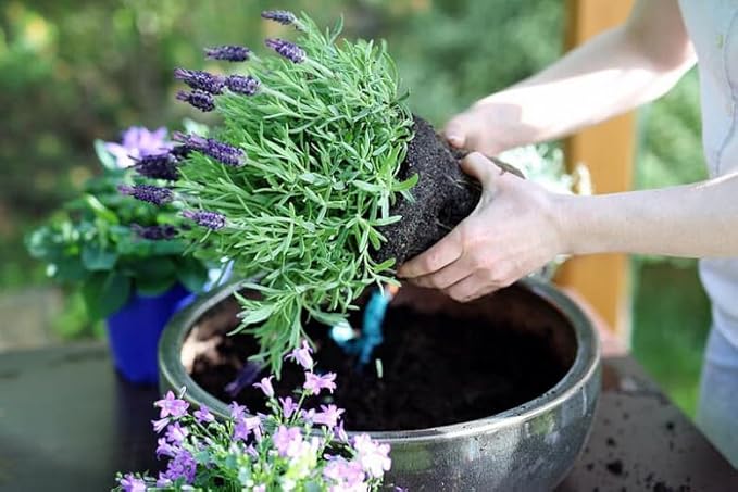 Gardenera Lavender Potting Soil - Ensure The Health and Success of Your Lavender Plants - 1 Quart