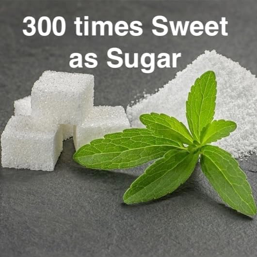 Natural Herbal Live Zero Calorie Sugar Replacement. Stevia Plants. Sweet Leaf, Sugar Leaf, Natural Sugar Substitute Herb, Easy to Grow (2 stevia sacs)