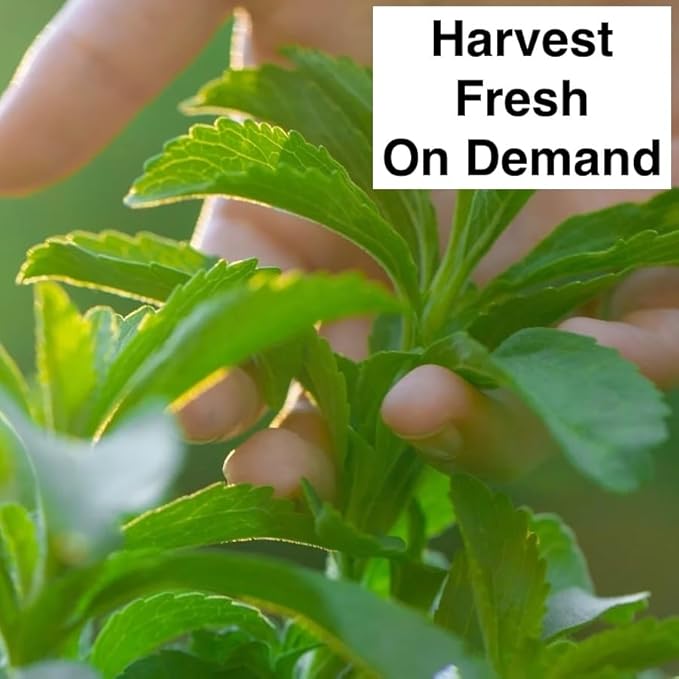 Natural Herbal Live Zero Calorie Sugar Replacement. Stevia Plants. Sweet Leaf, Sugar Leaf, Natural Sugar Substitute Herb, Easy to Grow (2 stevia Cups)