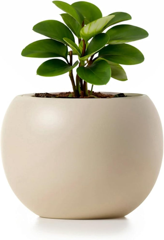 Ceramic Self Watering Plant Pot | 6.8 Inch Pot with 4.5 Inch Opening for Plant | Ivory Pot for Indoor Plants | Round Self Watering Planter | Bottom Watering Pots for Indoor Plants