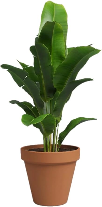 10 Inch Drainage Hole Terracotta Clay Pot - Classic Plant Pot for Protection