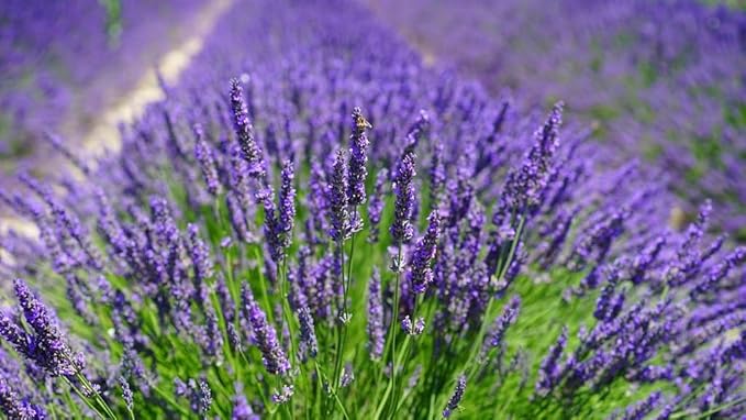 Gardenera Lavender Potting Soil - Support The Resilience and Growth of Your Plants - 5 QUARTS