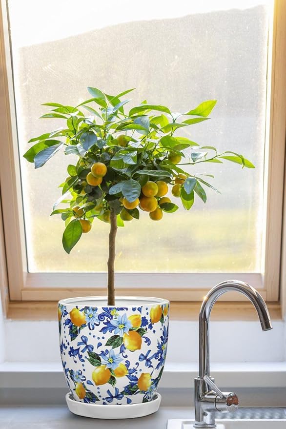 5.3+4.3 inch Ceramic Plant Pots, Set of 2 Blue and White Plant Pot with Drainage Holes and Saucers Small Lemon Indoor Planters Decorative Flower Pots for Succulents, Cacti, Snake Plants, and Herbs