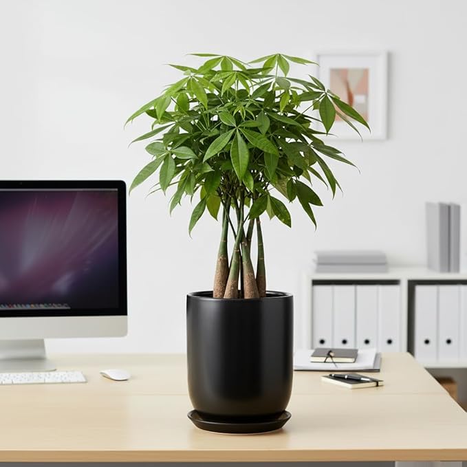Ceramic Planter 8 Inch - Plant Pot for Indoor Outdoor Plants Cylinder Flower Pot with Drainage Hole and Saucer Black