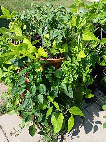 LARGE 64 Quart Stackable Planter 5-Pack - Grow More In Less Space - Plant Pots and Stack - DIY Vertical Gardening System - For Growing Veggies, Herbs, Garden Greens, Starwberries (Terracotta)