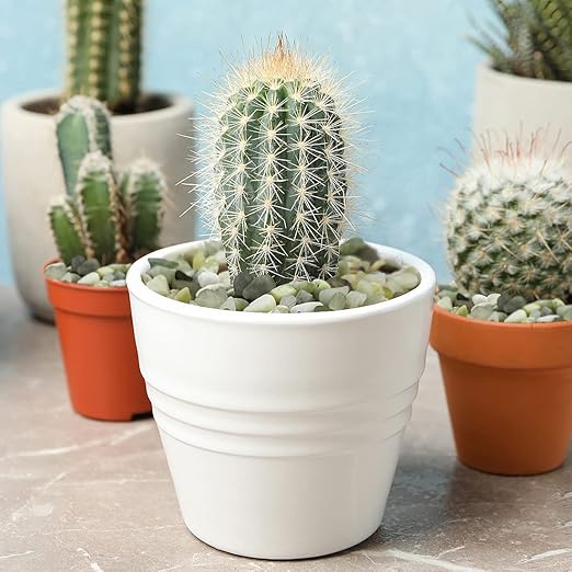5LB Succulent and Cactus Jade Pebbles, 3/8 Inch Natural Decorative Polished Stones, River Rocks for Indoor Plants, Vases, Planters and Outdoor Gardening