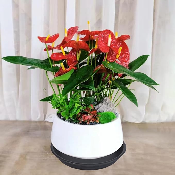 Plant Saucer Pot Tray 4 inch, 6 Packs Plastic Flower Planter Saucers and Drip Trays for Indoors Outdoors, Heavy Durable Plant Plate Water Catcher (Black)