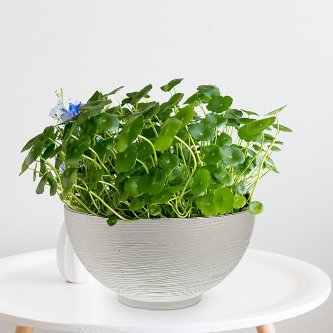 Angoily Hydroponics Planter Garden Bowl Hydroponic Planter Water Lily Container Pot Succulent Cactus Bowl Flower Pot Mini Fishbowl for Home Office Garden White Vintage Succulents