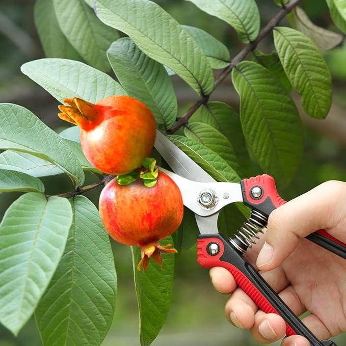 WYF Pruning Scissors, Professional Garden Shears - Straight Stainless Steel Blades - Sharp Gardening Hand Pruner for Garden Harvesting Fruits, Vegetables, Trimming Flowers and Plants, 8.1IN(Red)