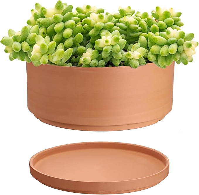 JUXYES 10 Inch Terracotta Shallow Pot with Holes and Saucers, Round Cylinder Succulent Planter Clay Flower Pots for Indoor and Outdoor Use, Decorative Bonsai Succulent for Mini Foliage Plants Orchids