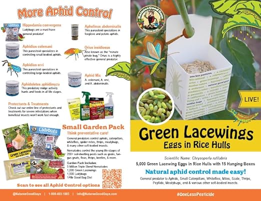 Green Lacewing 5,000 Eggs